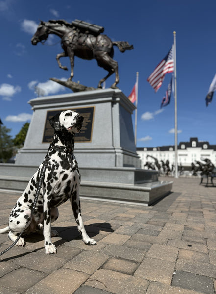 WEC Pet Leash
